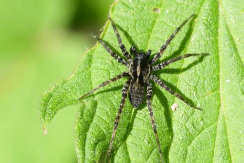Pardosa prativaga